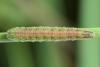 Dolerus aericeps